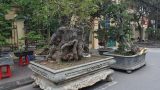 “Kỳ hoa dị thảo” dồn dập đổ về, dân chơi cây cảnh phát sốt