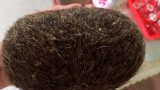 Nam Định: Vật lạ trong bao tử heo được trả giá hơn 300 triệu đồng