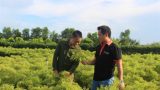 Nam Định: Tốt nghiệp đại học về quê trồng đinh lăng thu tỷ đồng/năm