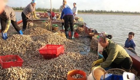 Cuộc sống cần lao của ngư dân trên cửa biển Ba Lạt