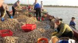 Cuộc sống cần lao của ngư dân trên cửa biển Ba Lạt