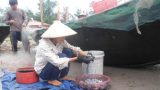 Hải Hậu: Trúng đậm mực biển