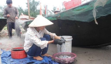 Hải Hậu: Trúng đậm mực biển