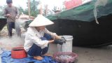 Hải Hậu: Trúng đậm mực biển