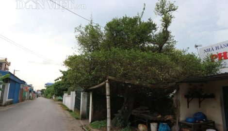 “Báu vật” duối cổ 500 năm tuổi mang thế độc “mâm xôi con gà”