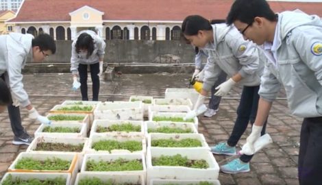 Học sinh THPT Lê Hồng Phong biến nóc tòa nhà thành vườn rau sạch