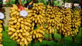 Chuối Ngự Nam Định – Món quà tiến Vua