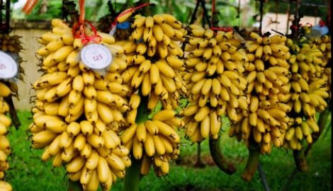 Chuối Ngự Nam Định – Món quà tiến Vua
