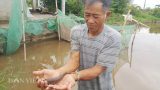 Làm giàu ở nông thôn: Rắc muối “thả thính” cá bớp “bốn mắt”, thu trăm triệu/năm