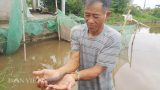 Làm giàu ở nông thôn: Rắc muối “thả thính” cá bớp “bốn mắt”, thu trăm triệu/năm