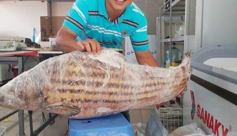 Nam Định: Bỏ nghề lương cao… lên nóc nhà bán cá gác bếp
