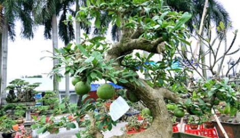 Hải Hậu: Đào tiên dáng long giá hơn 2 cây vàng chủ vẫn chưa gật đầu