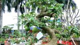 Hải Hậu: Đào tiên dáng long giá hơn 2 cây vàng chủ vẫn chưa gật đầu