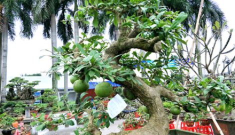 Hải Hậu: Đào tiên dáng long giá hơn 2 cây vàng chủ vẫn chưa gật đầu