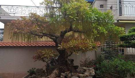 Điền Xá Nam Định: Thú chơi đại gia thua hết nông dân