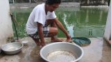 Nam Định: Sản xuất cá Koi giống, thu lãi 300 triệu đồng/năm
