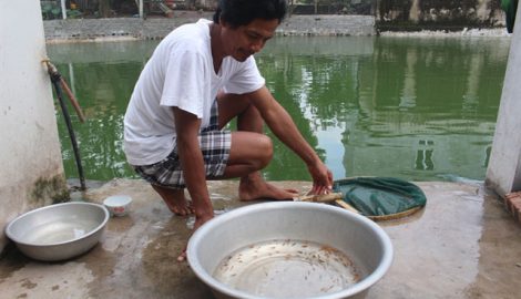 Nam Định: Sản xuất cá Koi giống, thu lãi 300 triệu đồng/năm