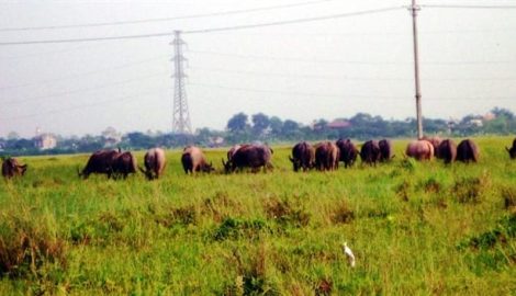 Tình trạng nông dân bỏ ruộng ở Nam Định đang gia tăng