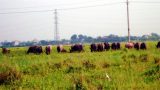 Tình trạng nông dân bỏ ruộng ở Nam Định đang gia tăng