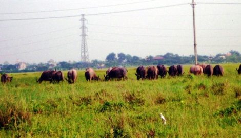 Tình trạng nông dân bỏ ruộng ở Nam Định đang gia tăng