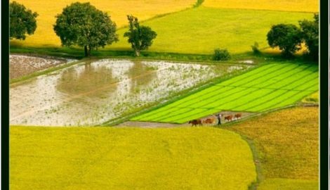 Những ký ức về quê hương Nam Định của người con xa xứ