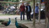 Đại gia Nam Định và các tỉnh thành chi chục triệu săn chim công quý chơi Tết