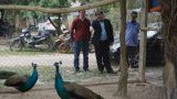 Đại gia Nam Định và các tỉnh thành chi chục triệu săn chim công quý chơi Tết