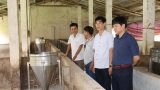 Nam Định công bố hết dịch tả lợn châu Phi