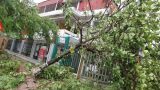 Nam Định: Hỗ trợ nông dân 874 tấn hạt giống khôi phục sản xuất sau bão Nam Định: Hỗ trợ nông dân 874 tấn hạt giống khôi phục sản xuất sau bão