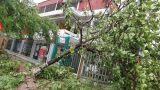 Nam Định: Hỗ trợ nông dân 874 tấn hạt giống khôi phục sản xuất sau bão