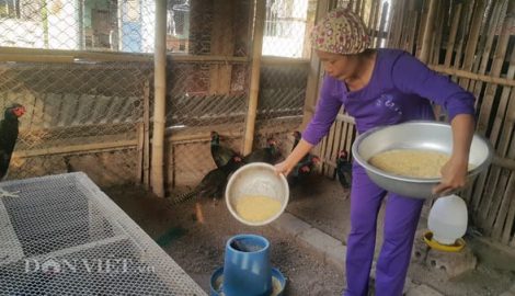 Giao Thủy:  Chăm chim “tiến vua”, kiếm gần nửa tỷ dịp Tết