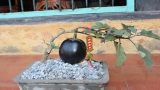 Hải Hậu: Mê tít những chậu bonsai cà tím siêu lạ mắt