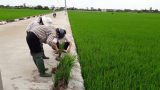 Nam Định đối phó bệnh lùn sọc đen hại lúa