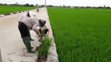 Nam Định đối phó bệnh lùn sọc đen hại lúa