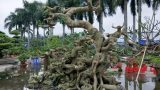 Hải Hậu: Tận mắt thấy “sanh dáng long” cổ thụ giá trên 100 triệu trình làng