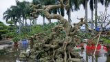 Hải Hậu: Tận mắt thấy “sanh dáng long” cổ thụ giá trên 100 triệu trình làng