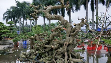 Hải Hậu: Tận mắt thấy “sanh dáng long” cổ thụ giá trên 100 triệu trình làng
