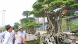 Những cây cảnh có giá hàng triệu USD ở Việt Nam