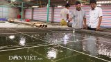 “Bắt” cá bống bớp đẻ theo ý muốn, tưởng gàn mà kiếm 5 tỷ đồng/năm