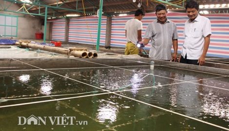 “Bắt” cá bống bớp đẻ theo ý muốn, tưởng gàn mà kiếm 5 tỷ đồng/năm