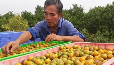 Tự chữa ho cho con, cha mẹ “ngã ngửa” vì rước thêm bệnh khác