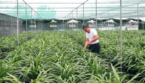 Ông chủ vườn địa lan lớn nhất Việt Nam