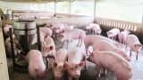 Giá heo hơi hôm nay 25/11: Giá heo hơi ở các tỉnh giáp biên cao nhất