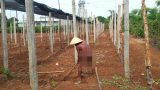 Dị nhân giữa đời thường: Lạ lùng ông Chim truồng