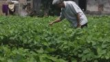 Nam Định: dân điêu đứng vì tin đồn nhảm đậu tương gây ung thư