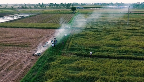 Thơm hương gạo sạch từ vùng đất lúa Nam Định