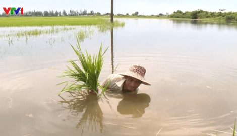 Hơn 7.000 ha lúa ở Nam Định phải cấy lại sau mưa bão
