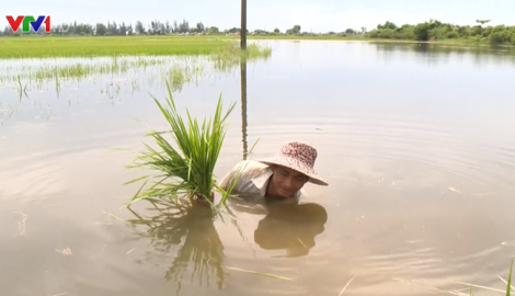 Hơn 7.000 ha lúa ở Nam Định phải cấy lại sau mưa bão