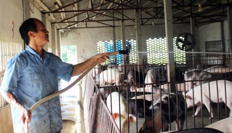 Người đầu tiên ở Nam Định nuôi lợn sạch bằng thảo dược quy mô lớn