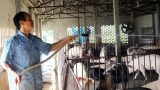 Người đầu tiên ở Nam Định nuôi lợn sạch bằng thảo dược quy mô lớn